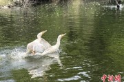起卦在线吉林：罕见白鸬鹚连续两年“故地重游”